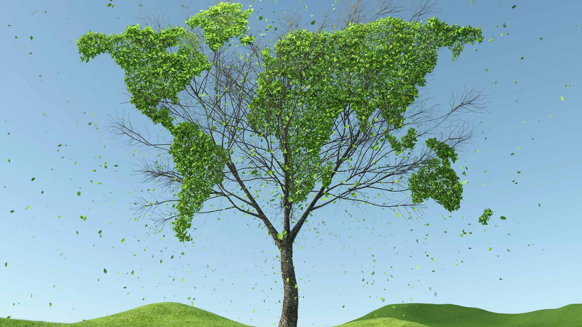 Habito-Planeta: Árvore Sustentabilidade Meio Ambiente